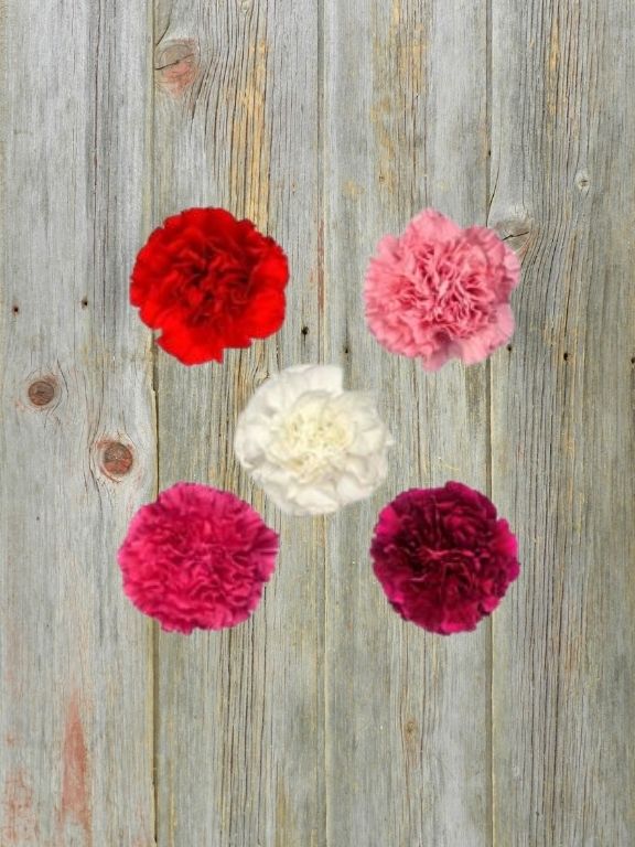 VALENTINE`S DAY 2026  ASSORTED COLORS CARNATIONS